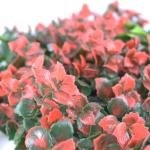 Landscaping Outdoor PE PP Artificial Green Walls Grass