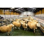 Steel Farming Wholesales Light Construction Building Steel Structure Slaughter