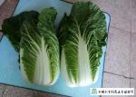 Big Size Fresh Chinese Cabbage Own Plantation Supply To Supermarket