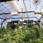Light Deprivation Hydroponic American Greenhouse Automatic Tunnel Agriculture