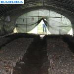 Tunnel Polyethylene Foil Greenhouse For Mushroom Low Transmission Black And