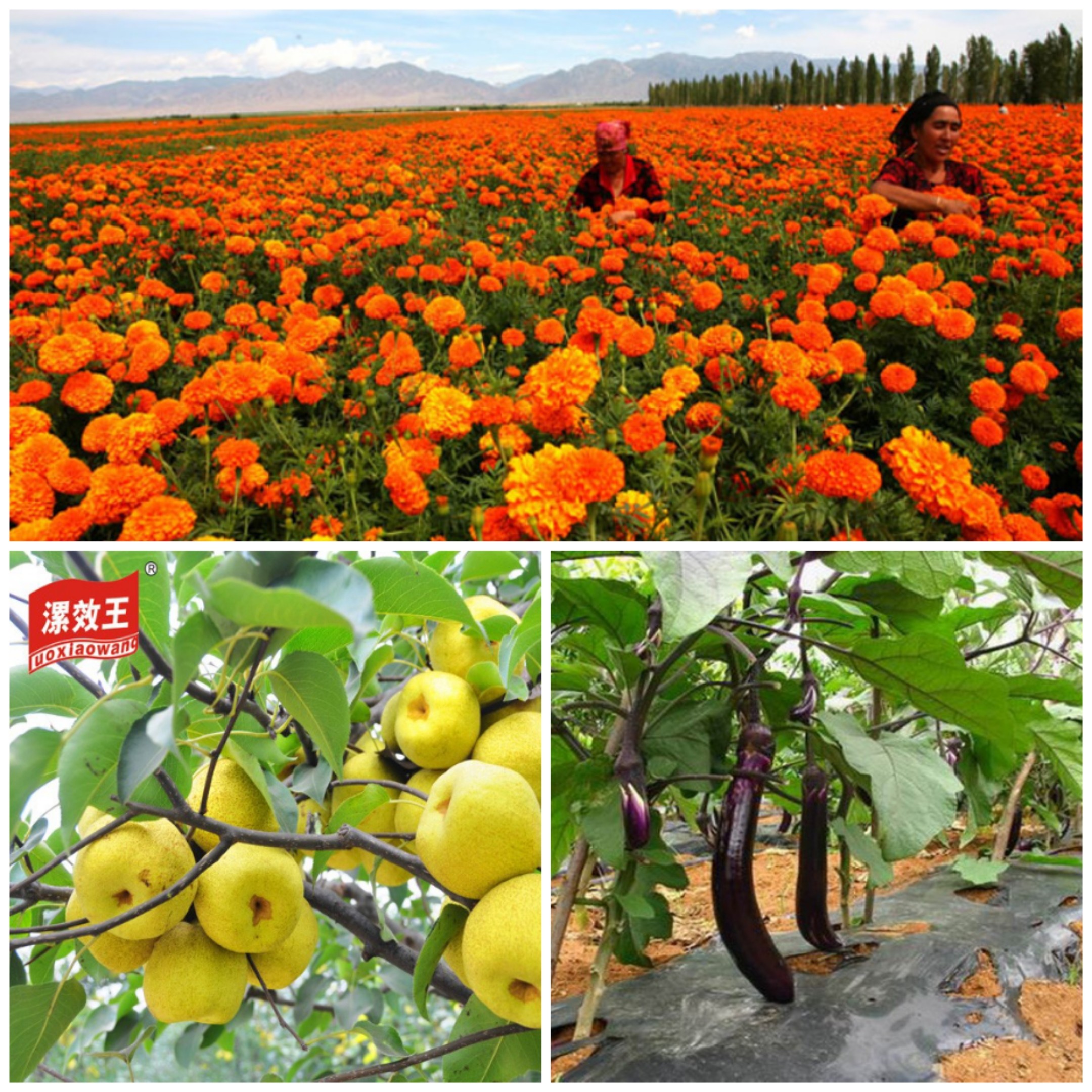 NPK 19 19 100% Water Soluble NPK Organic Fertilizer Agricultural Liquid