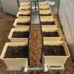 OEM 11 Litre Plastic Hydroponic Dutch Bucket System For Plants Peppers