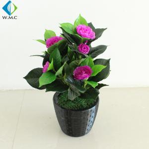 China Small Camellia Bonsai Tree , Camellia Japonica Bonsai For Home Decoration R020048 wholesale