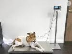 Single Deck Industrial Floor Scale Stainless Steel Welding Platform