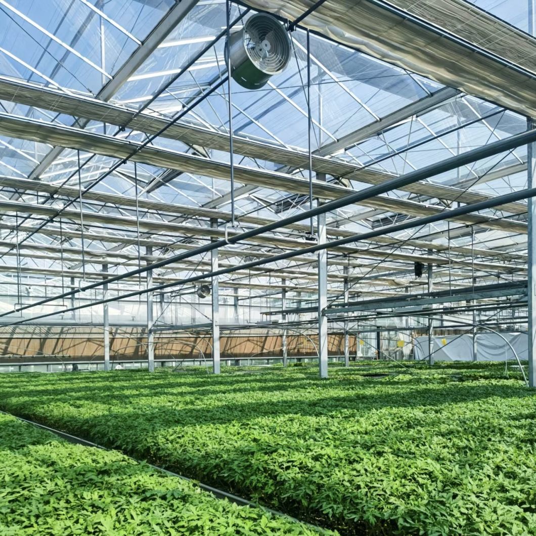 Hydroponic Glass Greenhouse for Vegetable Farming