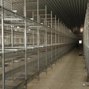 China 6 8 Tiers Pullet Layer Chicken Cage 17000 Eggs /H Collection Poultry Battery Cages wholesale
