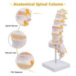 Lumbar Vertebrae Spinal Column Anatomical Skeleton Model For Medical Demonstrati
