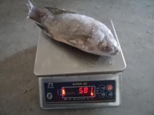 China new arrival hot natural flavor gutted &amp; scaled frozen tilapia fish wholesale