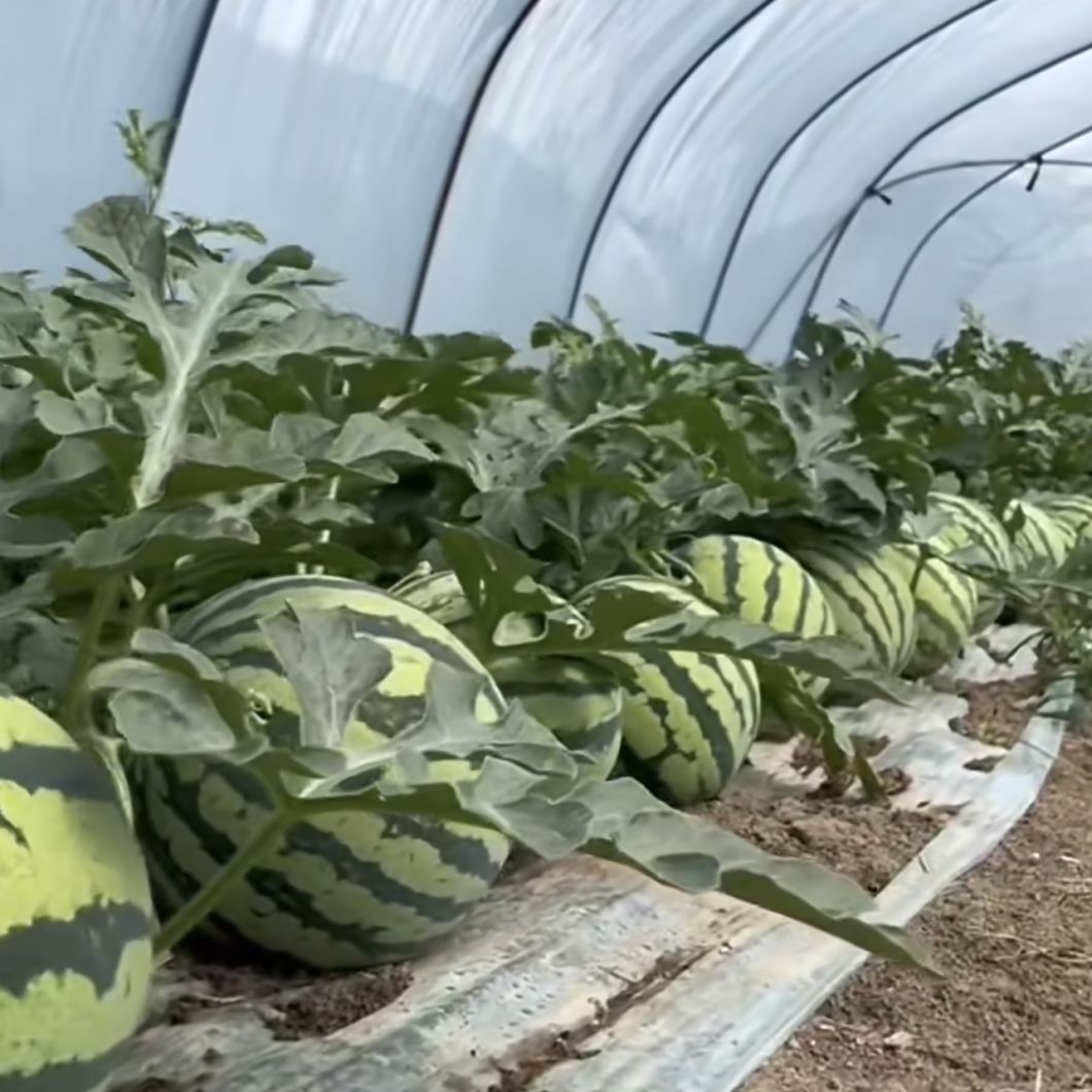 Agriculture Tunnel Greenhouse Solution