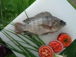 China Frozen IQF raw tilapia fish whole GS wholesale