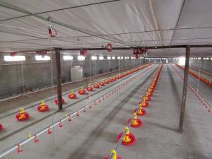 China Poultry Farm Automatic Pan Feeding System Floor Raising For Chicken Broiler Breeder on sale