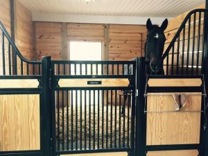 China Amazing Horse Stable Partitions / Steel Horse Stalls With Single Sliding Gate wholesale