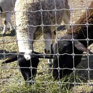China 1.8m Height Goat Farm Wire Mesh Fence Hot Dipped Galvanized Anti Corrosion wholesale