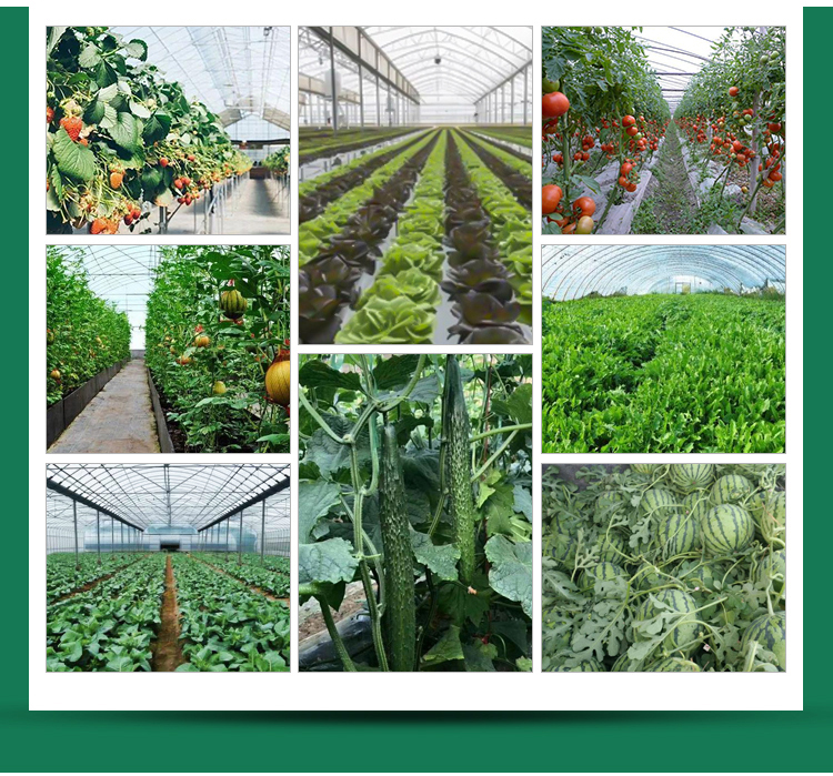 High Strength Solar Agricultural Greenhouses with Easy Assembly and Greenhouse Benches