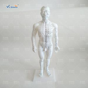 China Medical Model Acupuncture Human Body Model for Teaching Mode wholesale