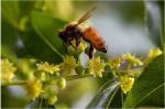 100% Organic Sidr Honey HALAL Mature Fresh Yemen Honey With No Additive