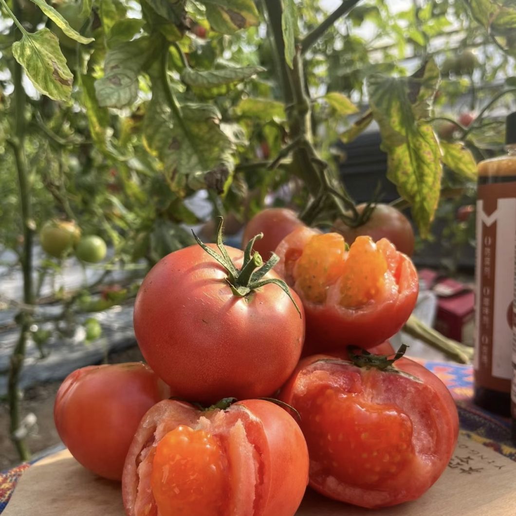 Glass Greenhouse Hydroponics Growing System with Good Light Transmission