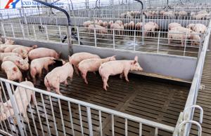 China 304 Stainless Steel Piglet Feeder Piggery Equipment For Livestock Piglet wholesale