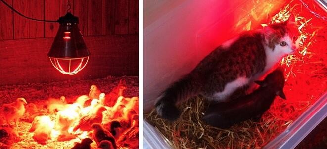Red infrared lamp 100W 150W 175W 200W 250W 275W animal chicken pig pet therapy infrared heating bulb