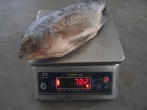 China Frozen Tilapia Gutted&amp; Scaled Size after glaze 500-800g wholesale