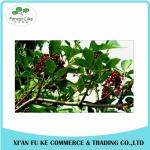 100% Natural Elderberry Extract Powder 10:1 20:1