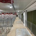 2.5mm tube Sow Raising Pig Gestation Crate