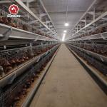 6 Tiers 204 Birds Broiler 45 Days Chicken Cage Battery Pullet