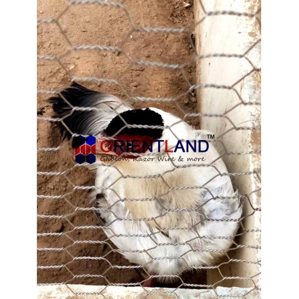 Galvanized Hexagonal Netting Wire 150 Feet Chicken Poultry Netting Fence