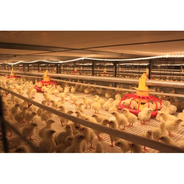 Hot Dip Galvanized Metal Steel Broiler Layer Poultry House With Automatic Brooding Equipment