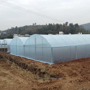 China Agriculture Plastic Film Multi Span Greenhouse Tomato Strawberry Hydroponic wholesale