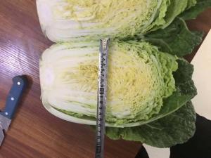 China Yummy Green Flat Head Cabbage For Nourishing Yin And Moisturizing wholesale