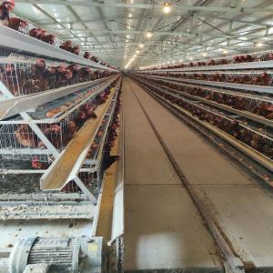 China Hot Dip Galvanized Egg Layer Chicken Cage A Type Battery 96 Birds 128 Birds Poultry Farm wholesale