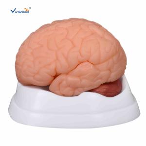China Human Anatomy Brain Model Anatomical Teaching Model For Teachers / Doctors wholesale