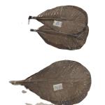 Make Mouth-Watering Rice Dumplings with Vacuum-Packed Fresh Bamboo Leaves Part