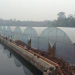 Multi Span Arch Plastic Film Greenhouse Tomato Strawberry Agricultural