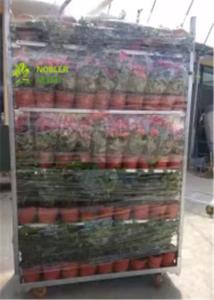 China Flower And Plant Dutch Flower Trolley Metal Pool Rack For Greenhouse Cc Container wholesale