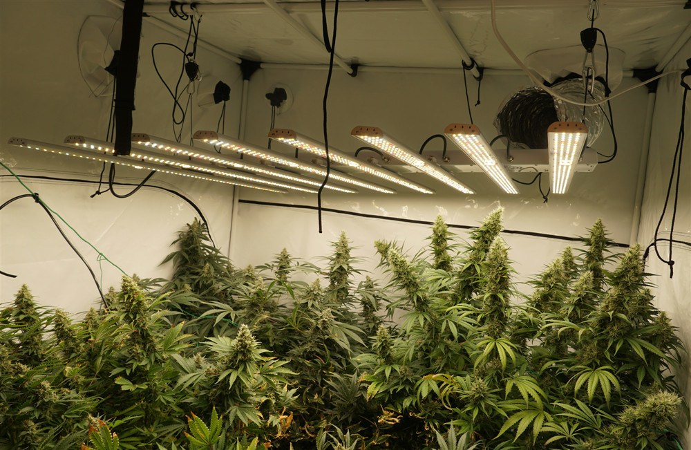 Commercial Grade 160W LED Grow Lights With Timer 2.3μMol/J Long Using Time