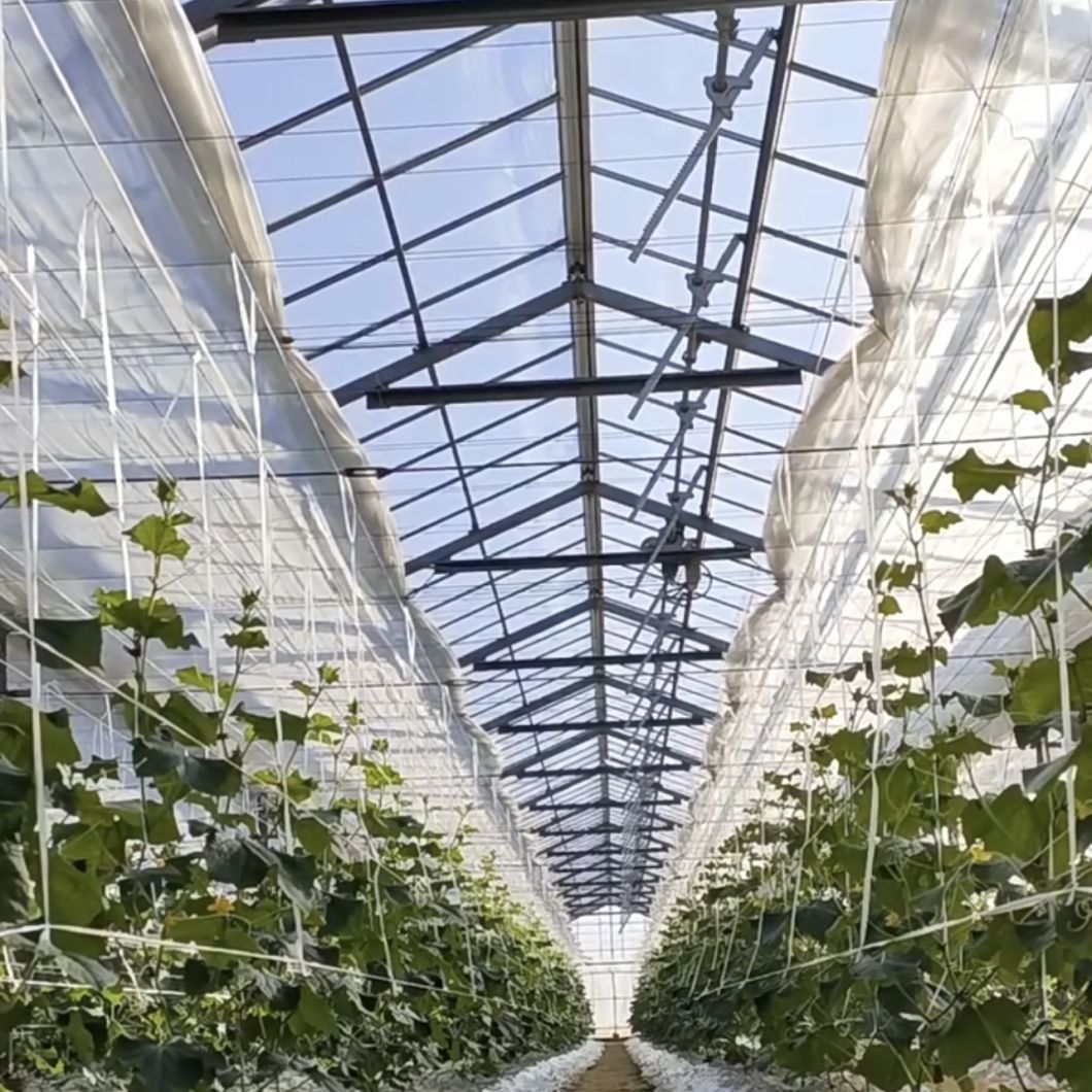Drip Irrigation Glass Greenhouse Hydroponics System for Vegetables
