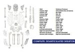 Scientific Life Size Disarticulated 180cm Human Skeleton Model