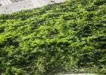 10kg Aonori Seaweed Ulva Dried Nori Seaweed Customizable Packaging And Size
