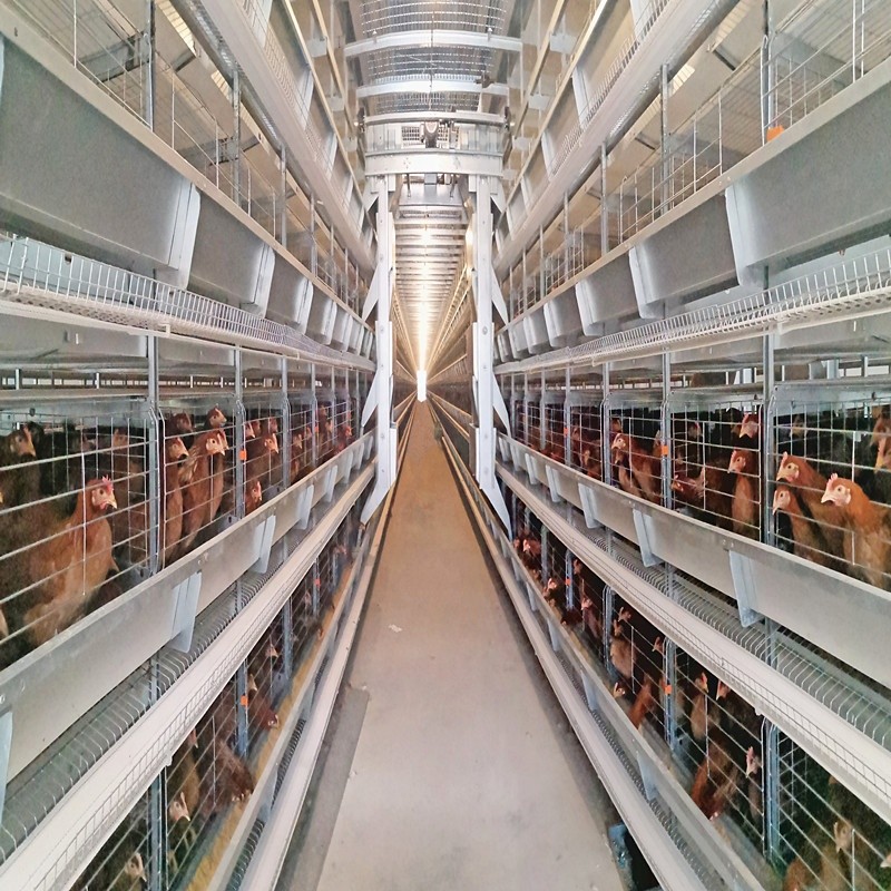 Poultry Layer Chicken Cage H Type Full Automatic Q235A 1.0mm