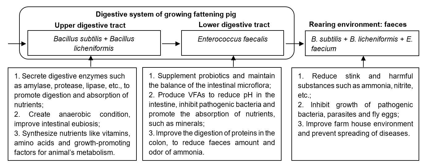 Sunhy Promote Digestion Probiotics For Swine Feed Grade
