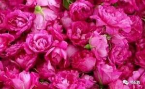 China Dried Rose Buds Flower Fruit Tea Flavored Tea For Regulating Menstruation wholesale