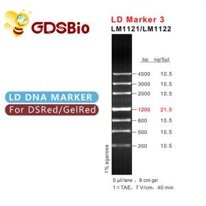 China LD Marker 3 DNA Ladder Electrophoresis 60 Preps High Purity Reagents wholesale