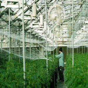 China Galvanized Stainless Steel Greenhouse Solar Mounting Structure wholesale