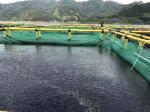 Farming Aquaculture Fish Cages Harvesting Machinery Type Fishing Auxiliary