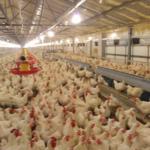 Separated Hole Poultry Egg Collection System 2.44m Length For Breeder Farm