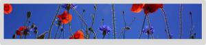 China 1920x360 Bar Type IPS LCD Lvds Interface 21.2&quot; 30pin wholesale