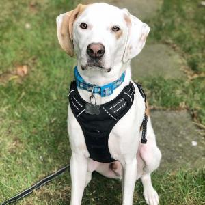 China Adjustable Outdoor Large Dog Harness Vest 3M Reflective Oxford Material Unique Design on sale